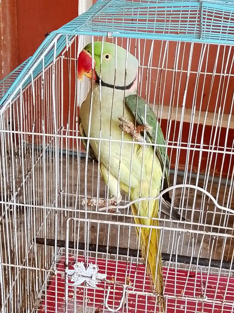 raw parrot male — photo 5