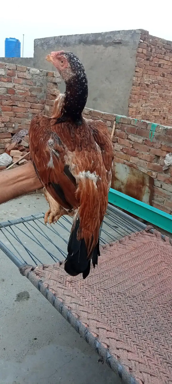 Pure Aseel qoulity Madi white eyes mazboot gandh jore (03265388681) cl — photo 3