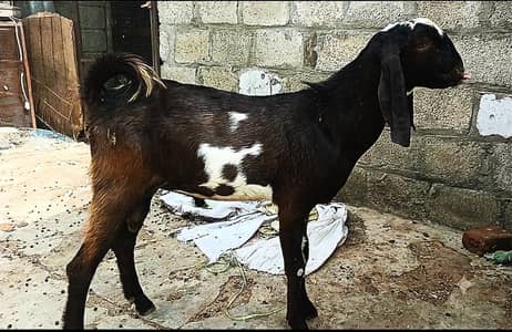 Breader Bakra for Sale
