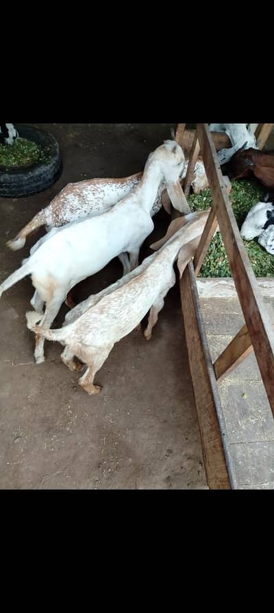 3 Makhi Cheeny Bakry or aik Beetal Cross Bakra