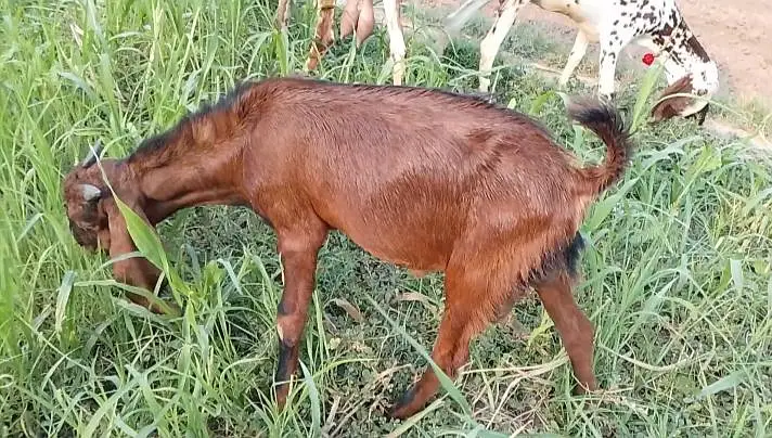 3 Makhi Cheeny Bakry or aik Beetal Cross Bakra — photo 2