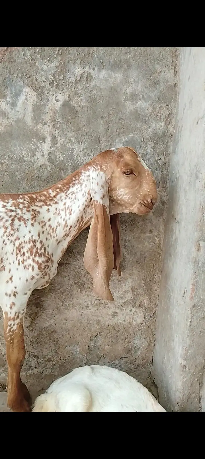 3 Makhi Cheeny Bakry or aik Beetal Cross Bakra — photo 3