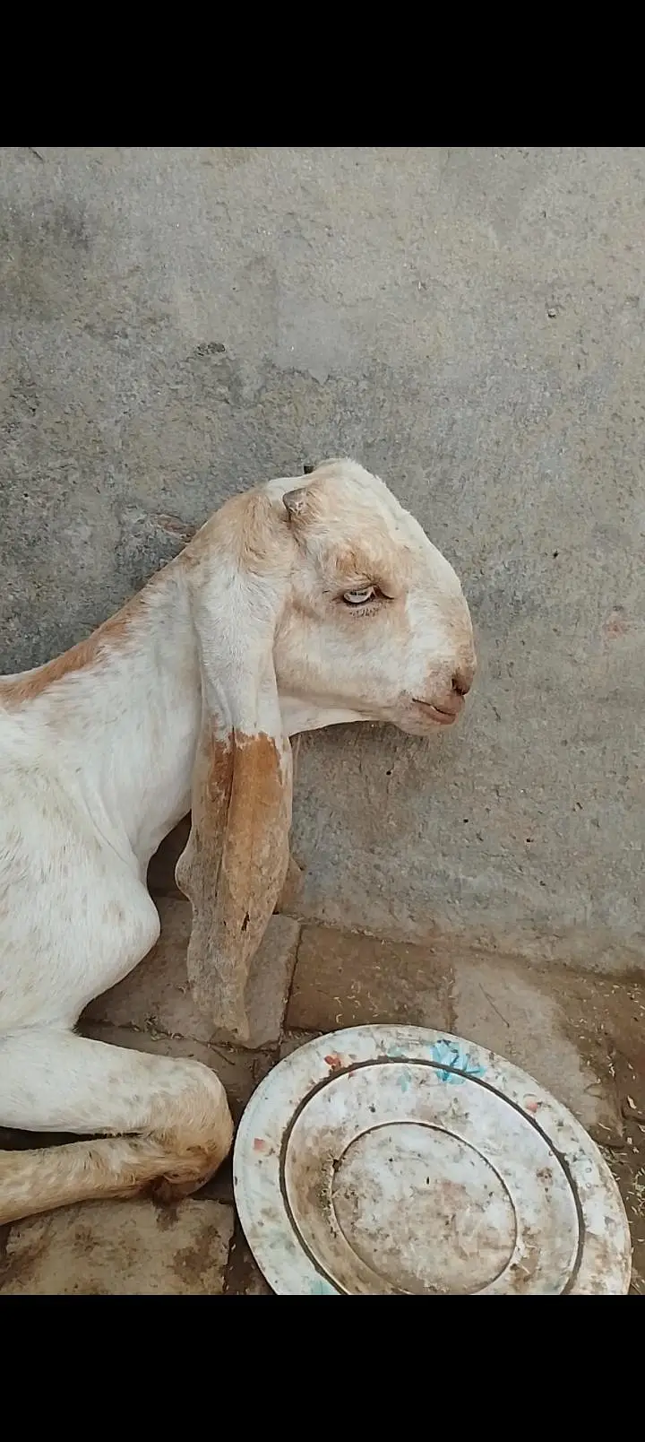 3 Makhi Cheeny Bakry or aik Beetal Cross Bakra — photo 4