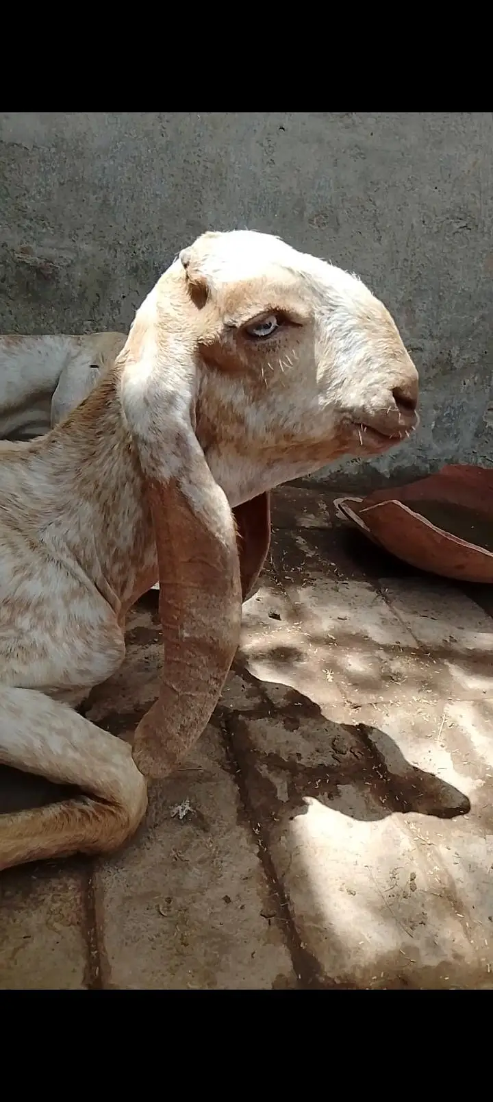 3 Makhi Cheeny Bakry or aik Beetal Cross Bakra — photo 5