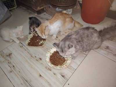 PERSIAN TRIPLE COAT MALE, FEMALE & 3 KITTENS FOR SALE!