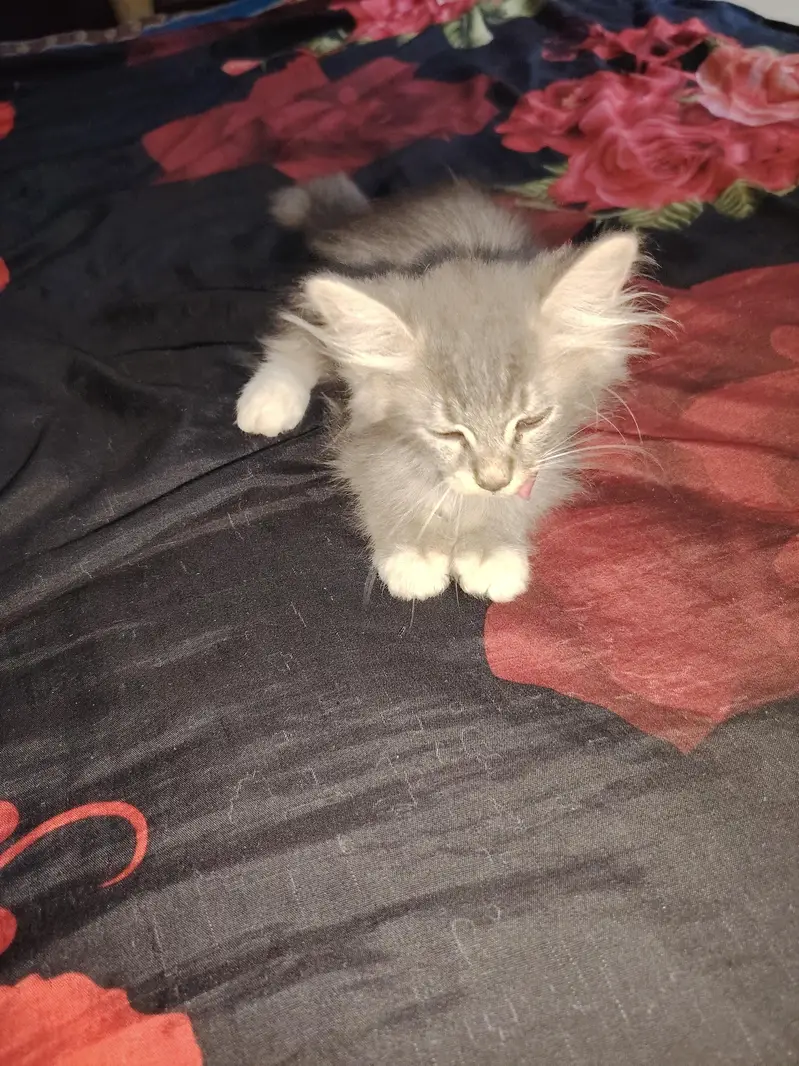 PERSIAN TRIPLE COAT MALE, FEMALE & 3 KITTENS FOR SALE! — photo 2