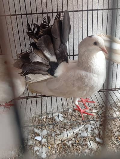 lakka pair quality wala and danish female