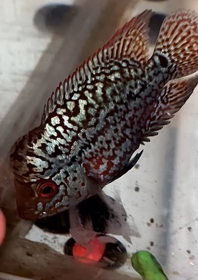 Flowerhorn Golden Base KML
