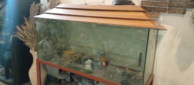 fish aquarium