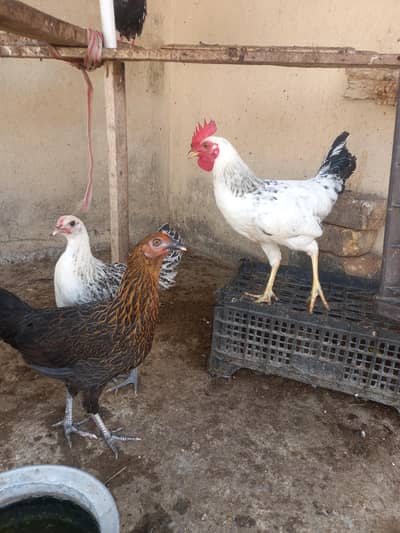2 female 2 male