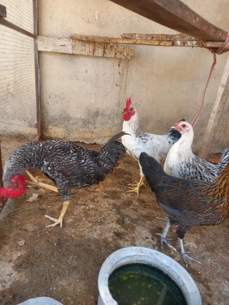 2 female 2 male — photo 2