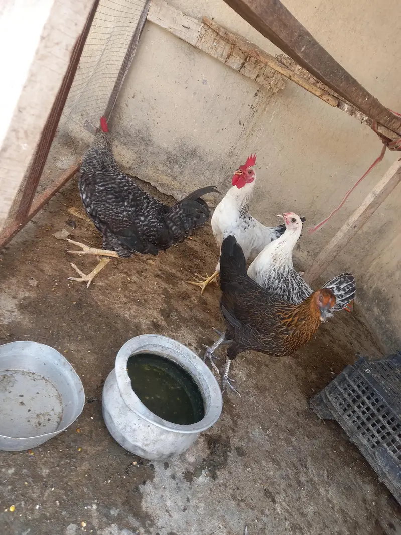 2 female 2 male — photo 3