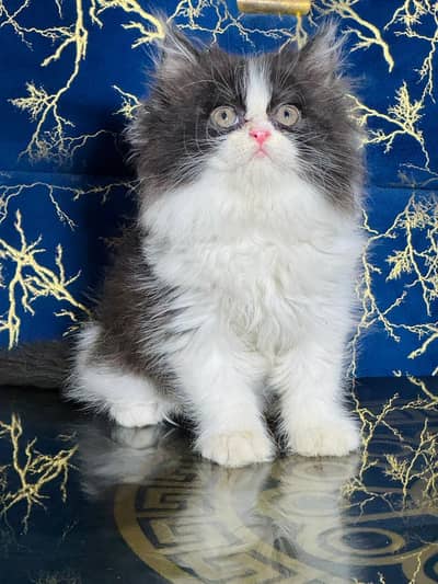 Persian quality kittens available