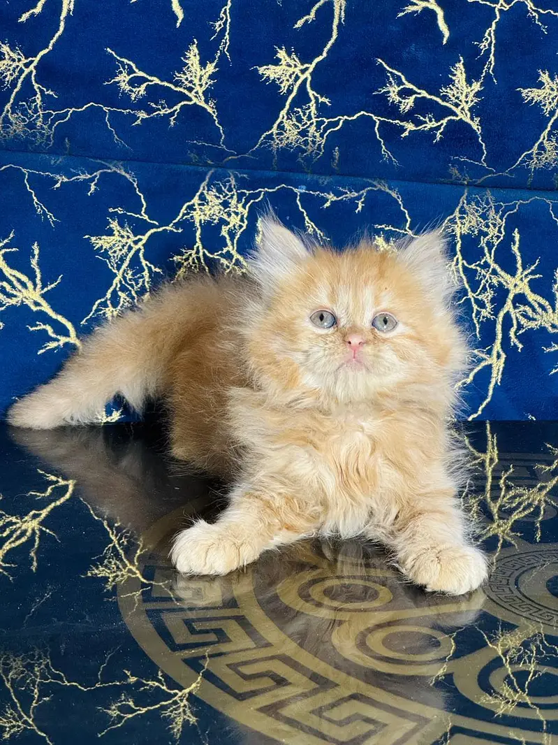 Persian quality kittens available — photo 2