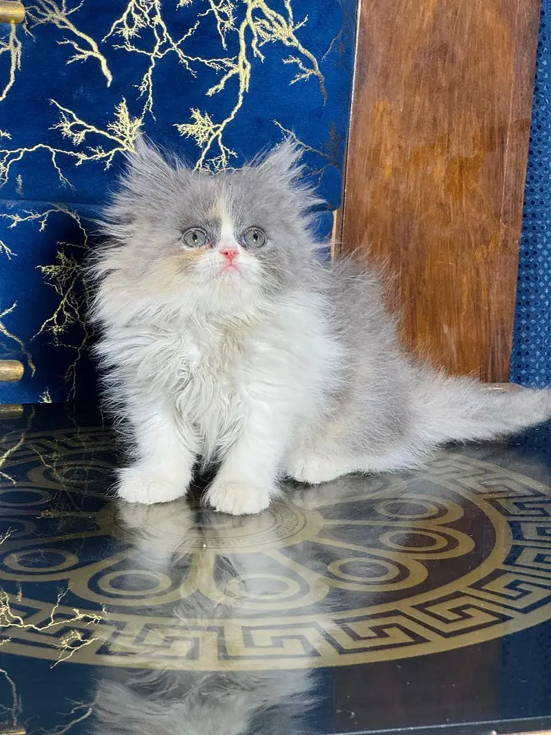 Persian quality kittens available — photo 3