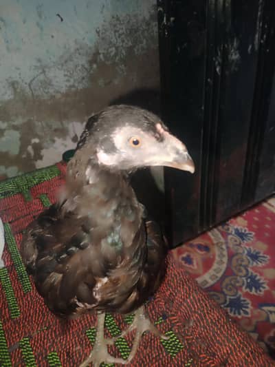 seel murgi sale in Lahore