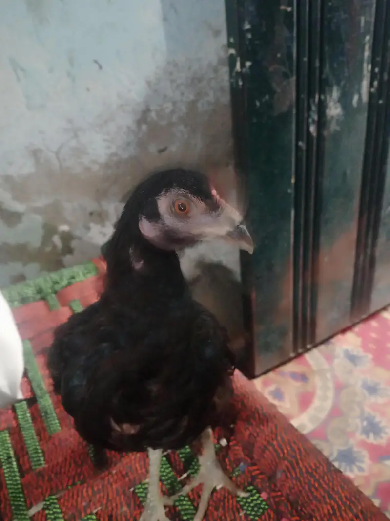 seel murgi sale in Lahore — photo 2