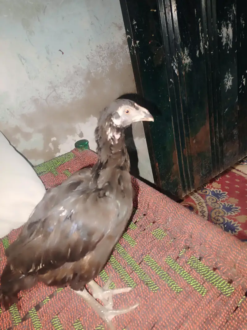 seel murgi sale in Lahore — photo 3