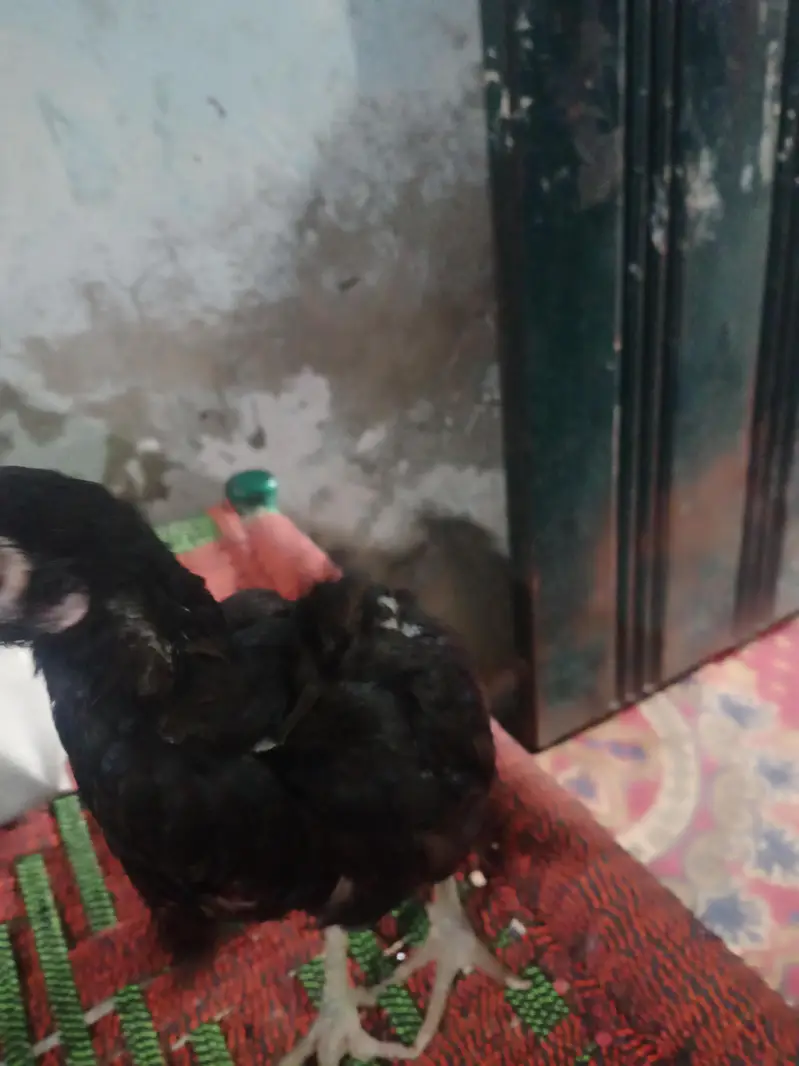 seel murgi sale in Lahore — photo 4