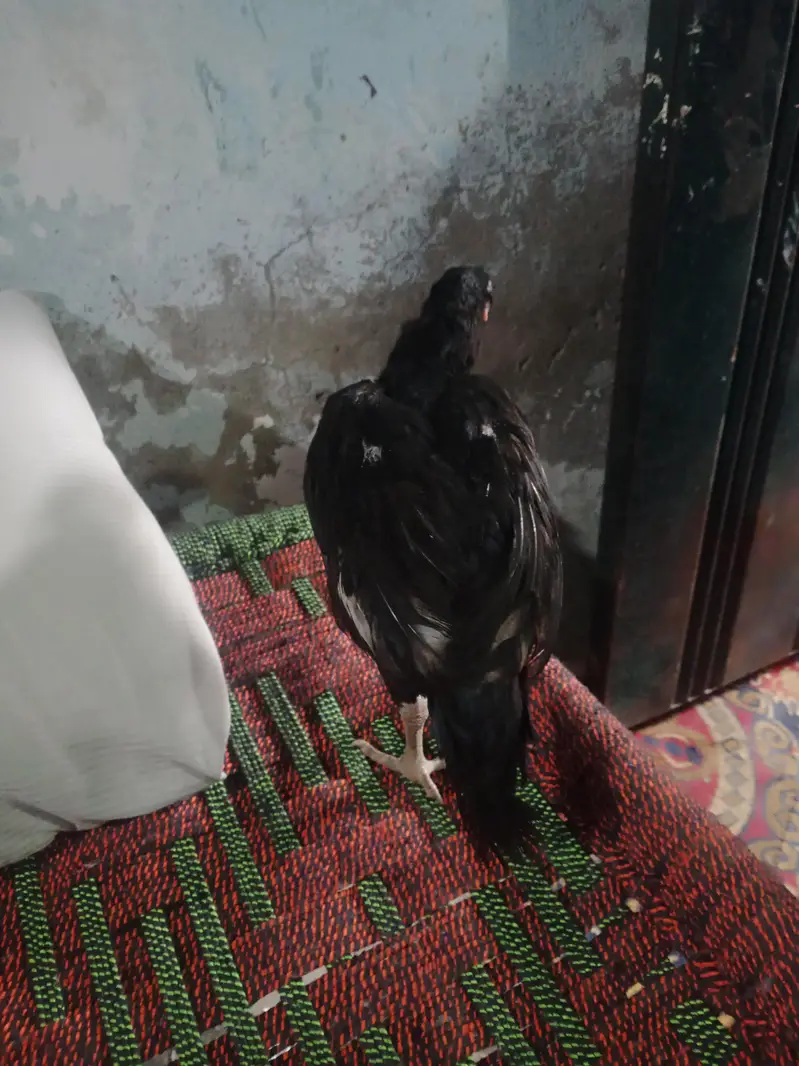 seel murgi sale in Lahore — photo 5