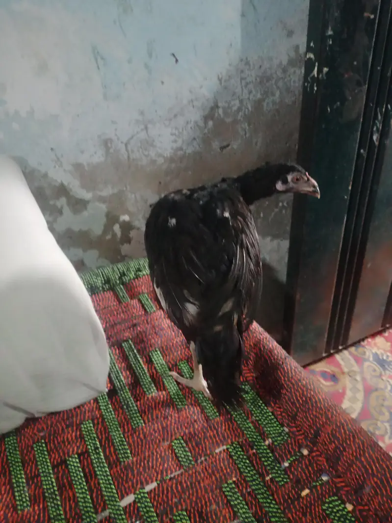 seel murgi sale in Lahore — photo 6