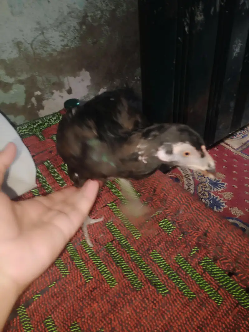 seel murgi sale in Lahore — photo 8