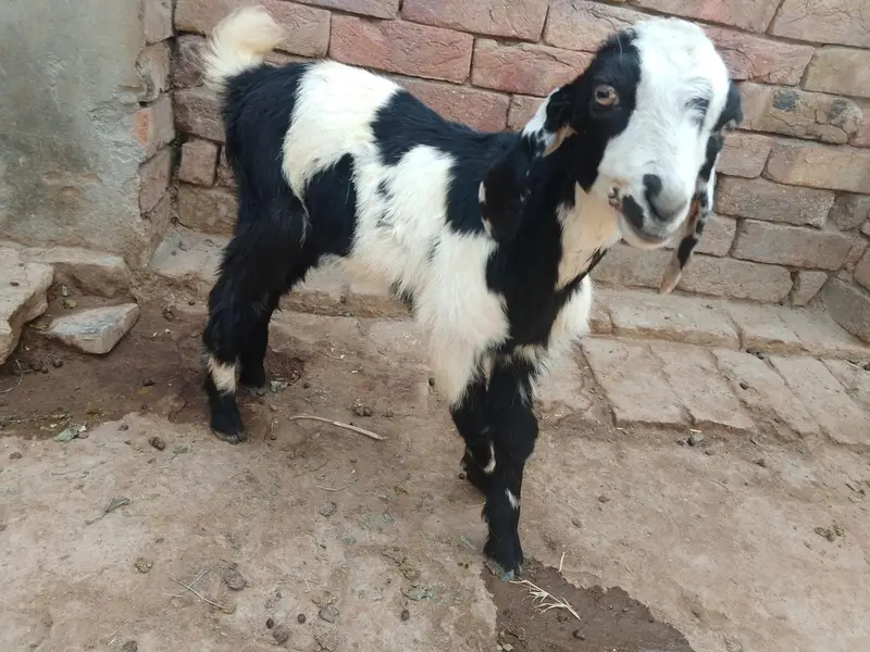 3 Makhi Cheeny Bakry or aik Beetal Cross Bakra — photo 6