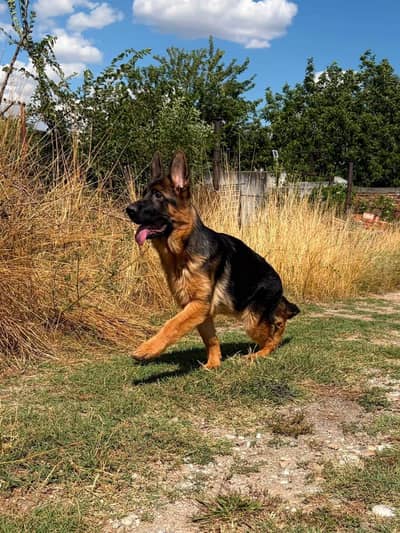 Pink pedigree German shepherd male