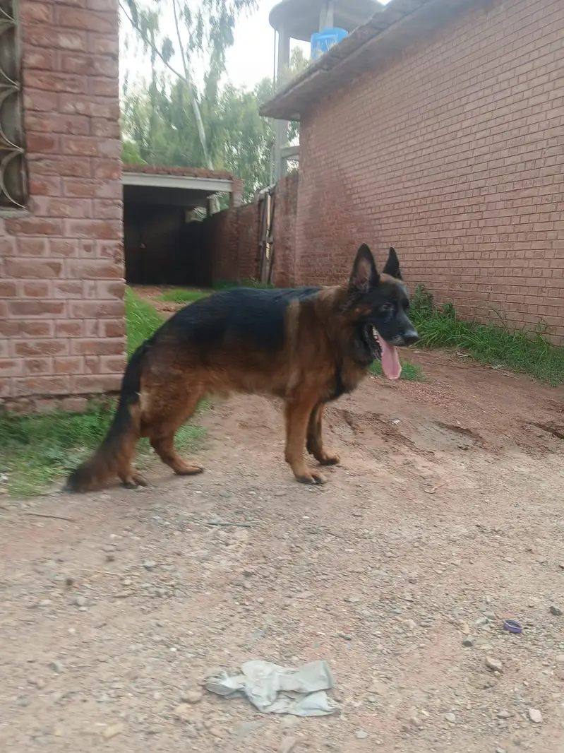 Pink pedigree German shepherd male — photo 2