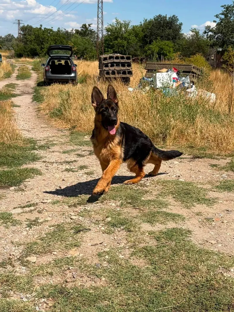 Pink pedigree German shepherd male — photo 3