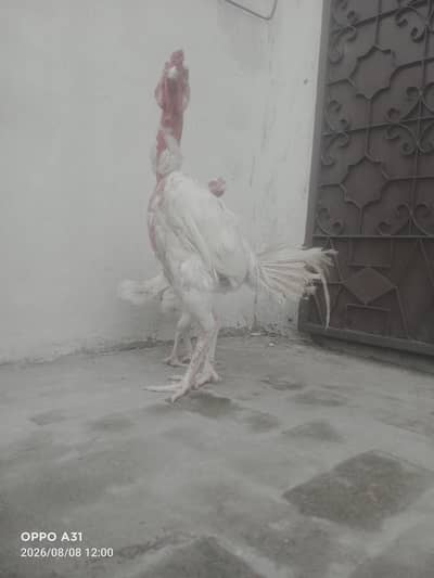 vitnam Gonai asel pair ہیرا گنوئی اصیل پیئر فور سیل ہے