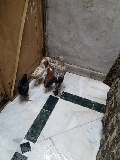 dasi male and female