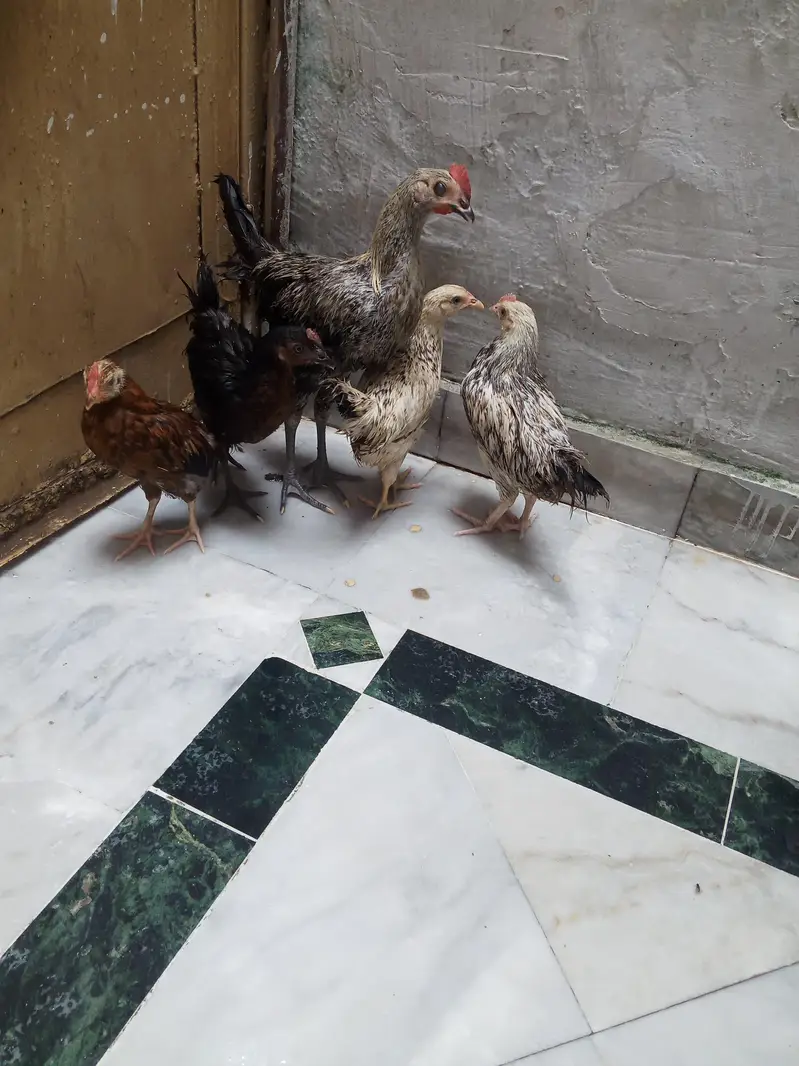 dasi male and female — photo 2