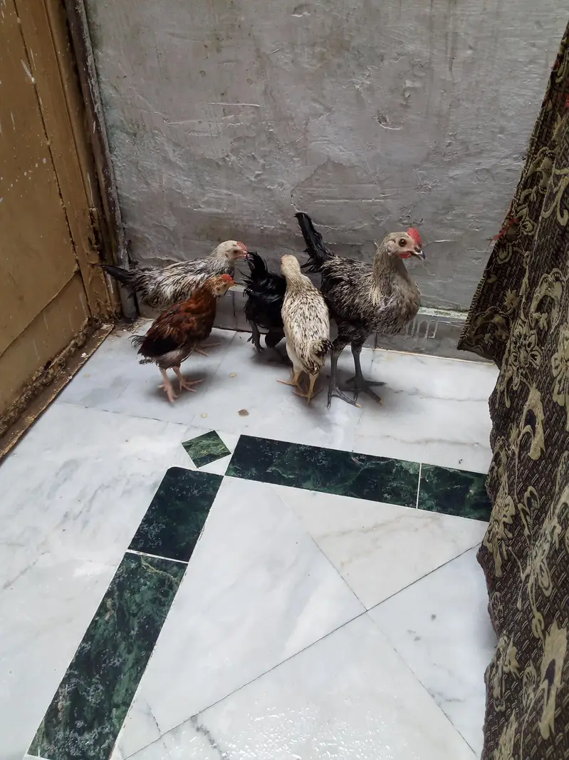 dasi male and female — photo 3