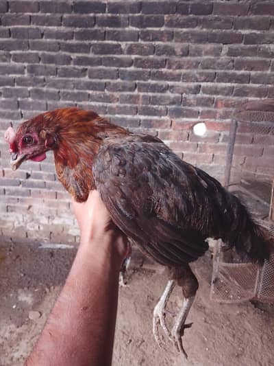 hen for sale