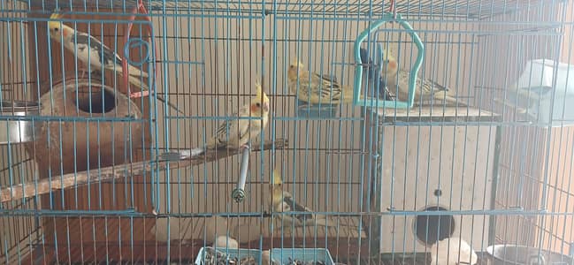 5 cocktails pieces with cage