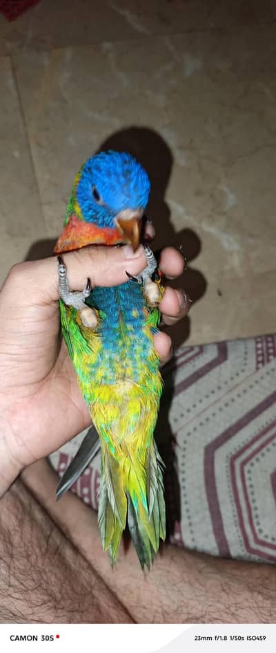 beautiful lorry parrot
