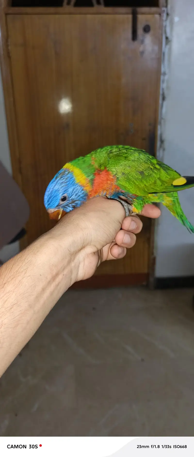 beautiful lorry parrot — photo 2