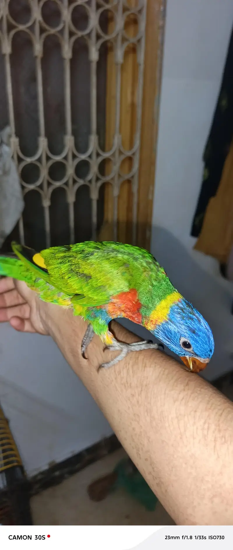 beautiful lorry parrot — photo 3