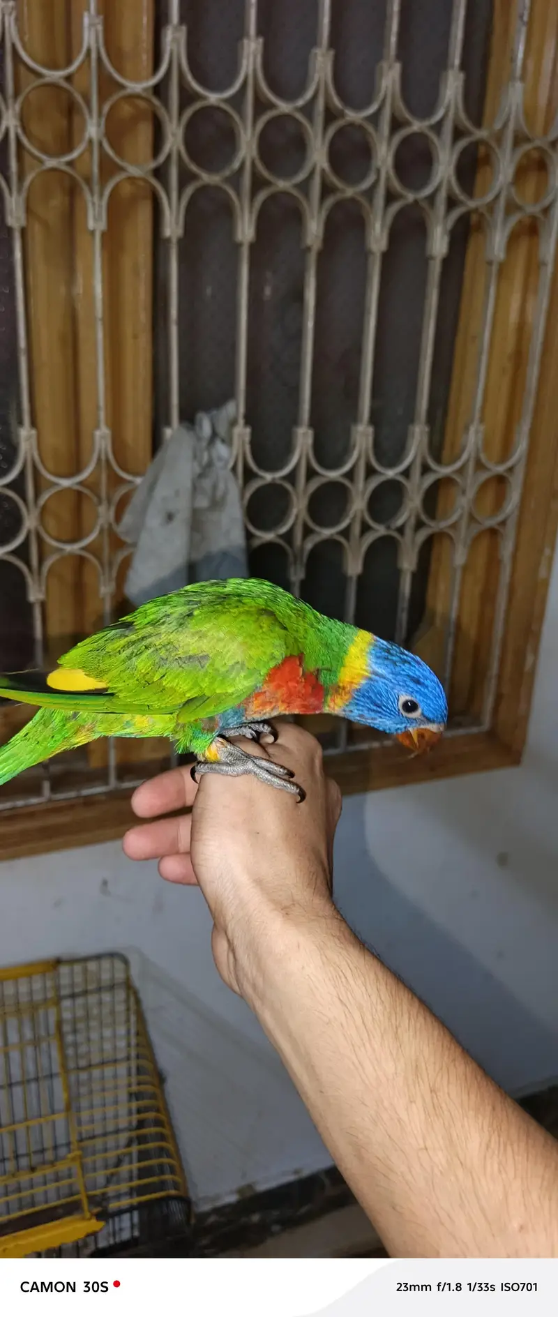 beautiful lorry parrot — photo 4
