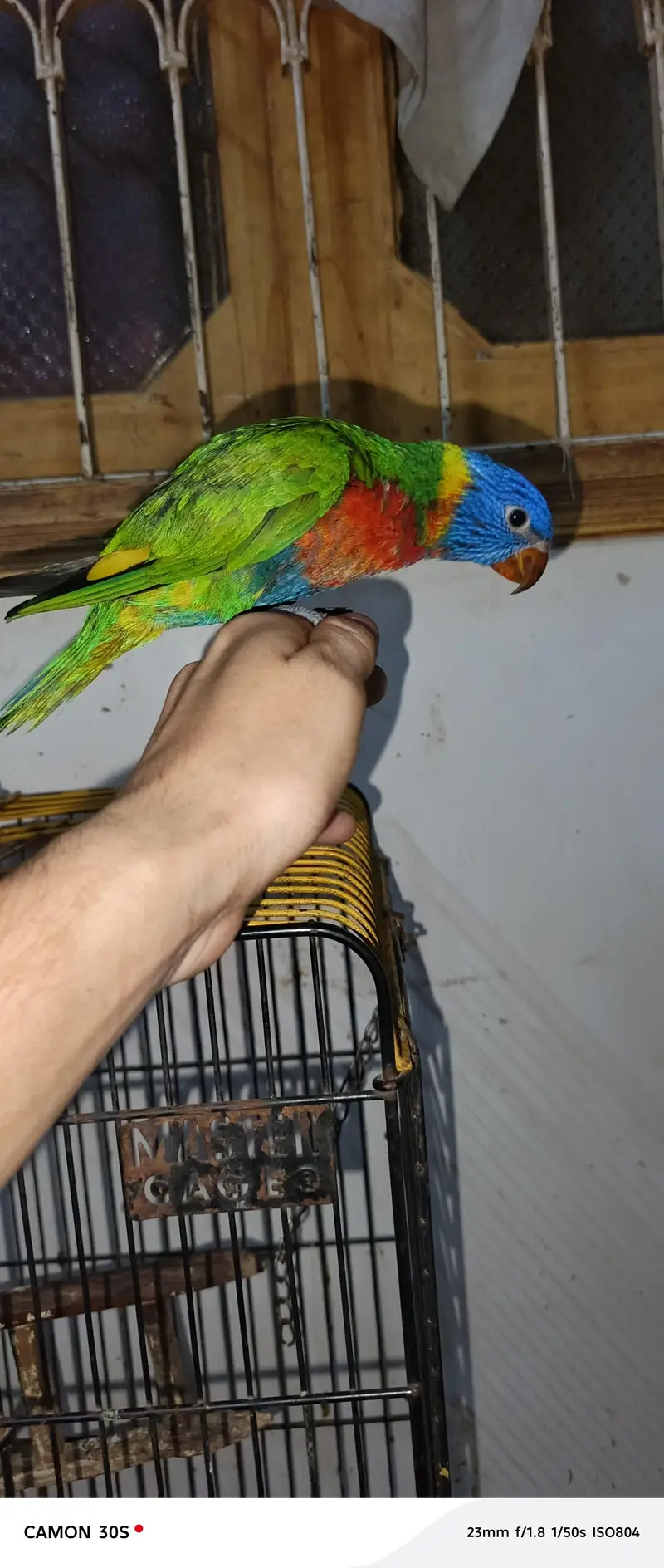 beautiful lorry parrot — photo 5