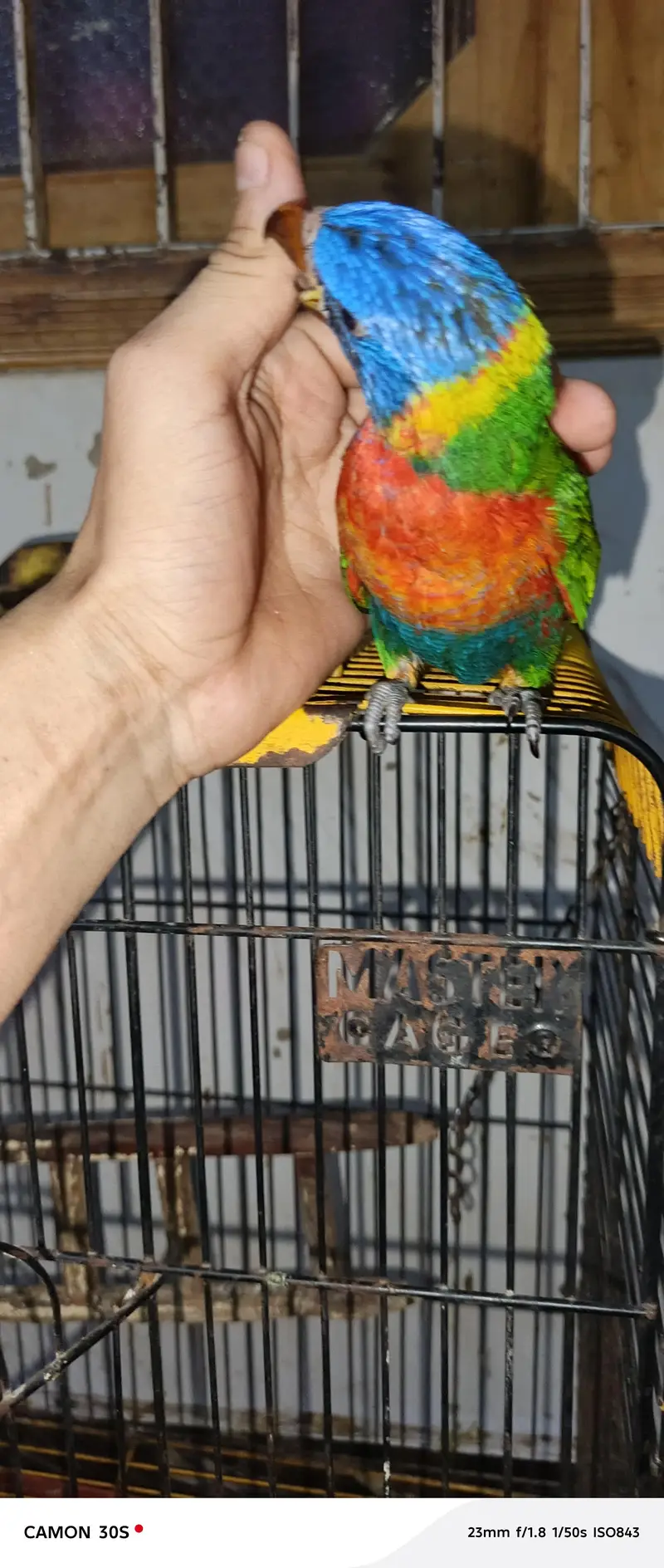 beautiful lorry parrot — photo 6