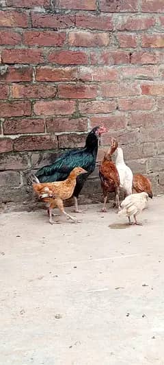 Today Biggest Offer.  ( 03705283125 ) WhatsApp