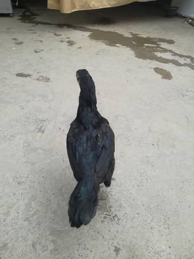 Pure murgi full black