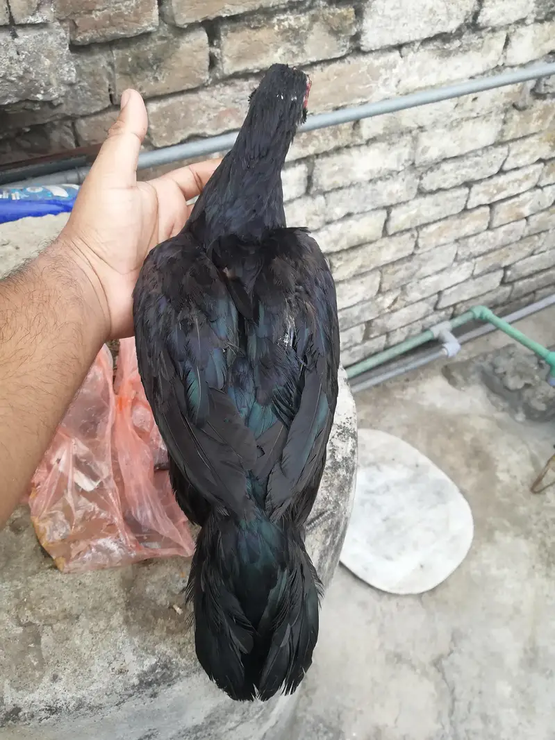 Pure murgi full black — photo 2