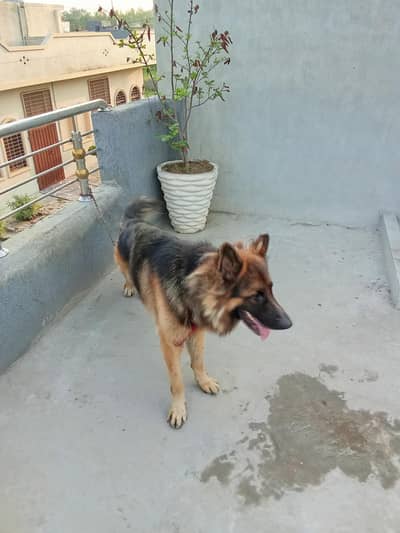 this is a German Shepherd long  Court