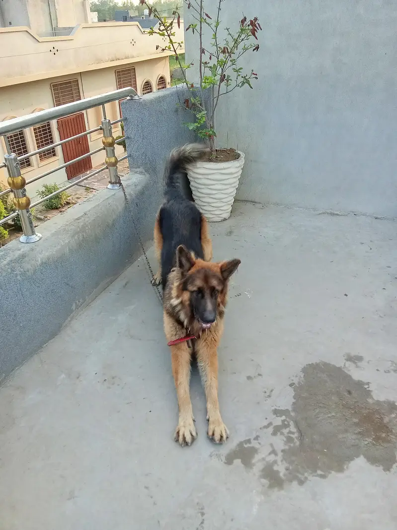 this is a German Shepherd long  Court — photo 2