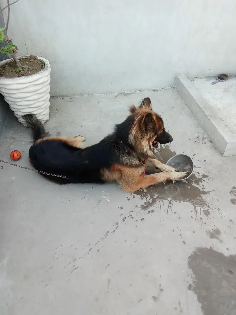 this is a German Shepherd long  Court — photo 3