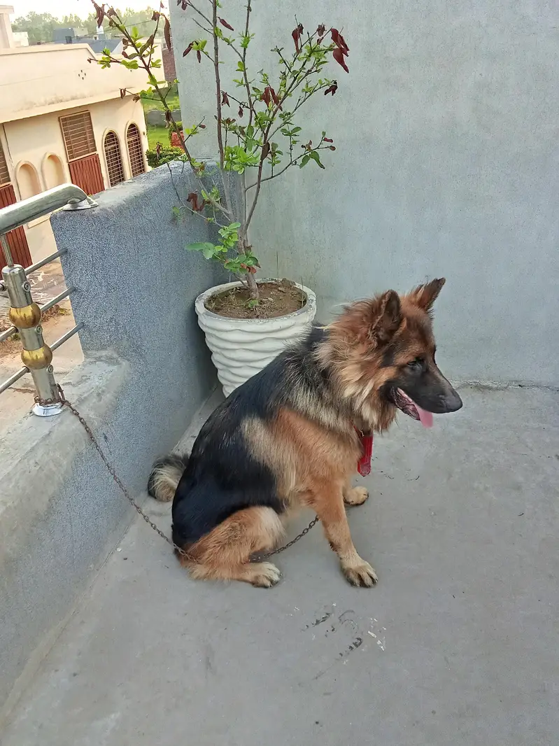 this is a German Shepherd long  Court — photo 4