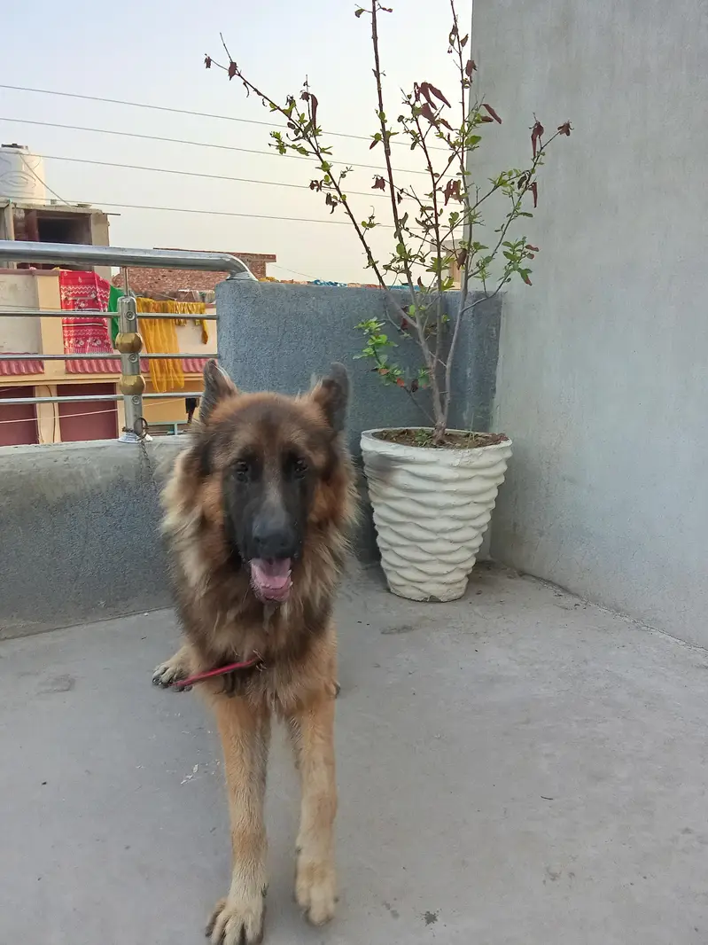 this is a German Shepherd long  Court — photo 5